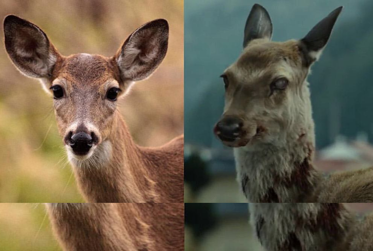 Zombie Deer Disease in Humans