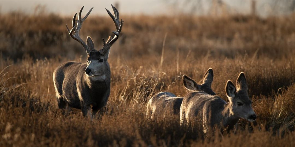 tannerjhaver | Instagram | Zombie Deer Disease in Humans, Scientists Worried about Yellowstone Outbreak Raises Concerns
